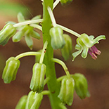 Ledebouria cooperi